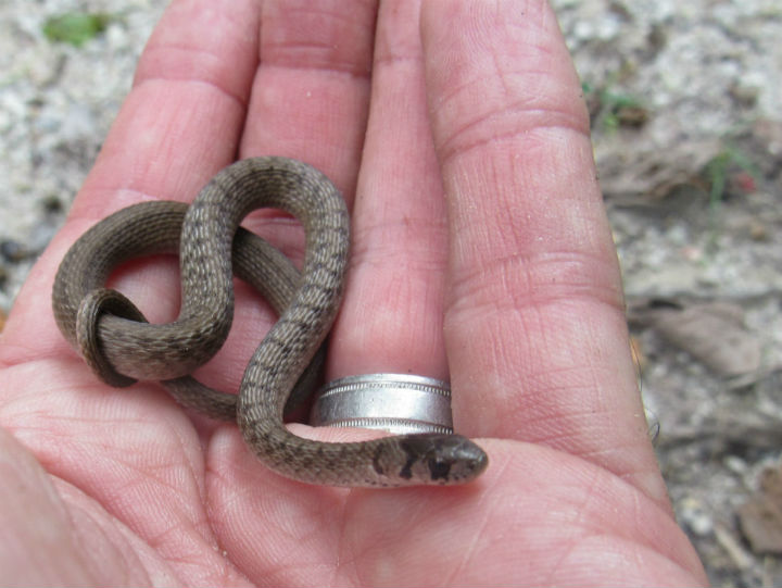 Brown Snake